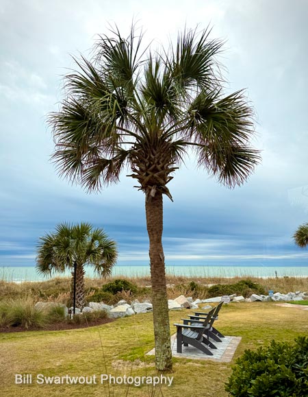 Palm Tree at Sea Captain's House