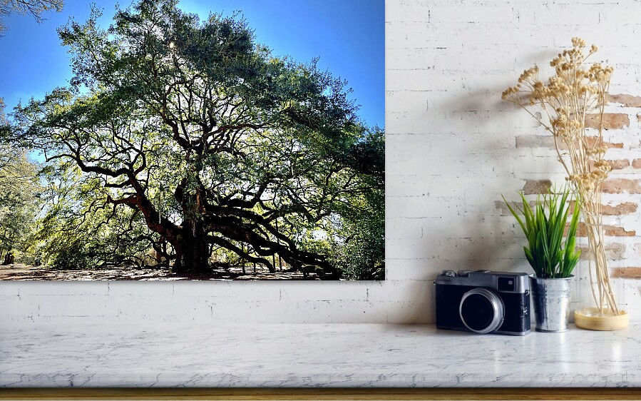 Angel Oak sunny glow