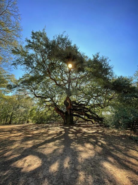 angel oak tree casting shadows