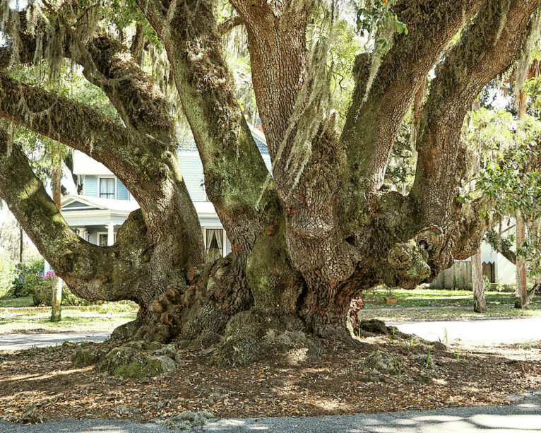 lovers oak tree trunk and limbs